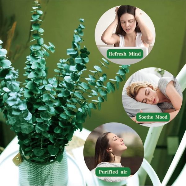 20 Pcs Preserved Dried Eucalyptus Stems, 17" Natural Fresh E... - Image 2