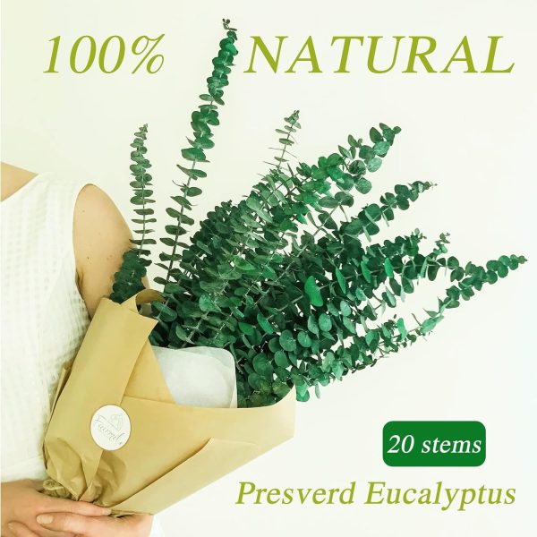 20 Pcs Preserved Dried Eucalyptus Stems, 17" Natural Fresh E... - Image 3