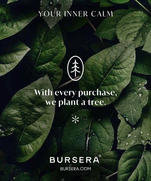Bursera Palo Santo Sticks, Tree Planted with Every Order, 10... - Image 6