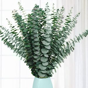 20 Pcs Preserved Dried Eucalyptus Stems, 17" Natural Fresh E...